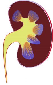 kidney-1710923_1920
